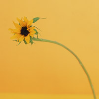 長谷川まりこ,婦人科の悩み解消,(有)BIG−O